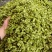 新鲜上市大山深处嫩榆钱