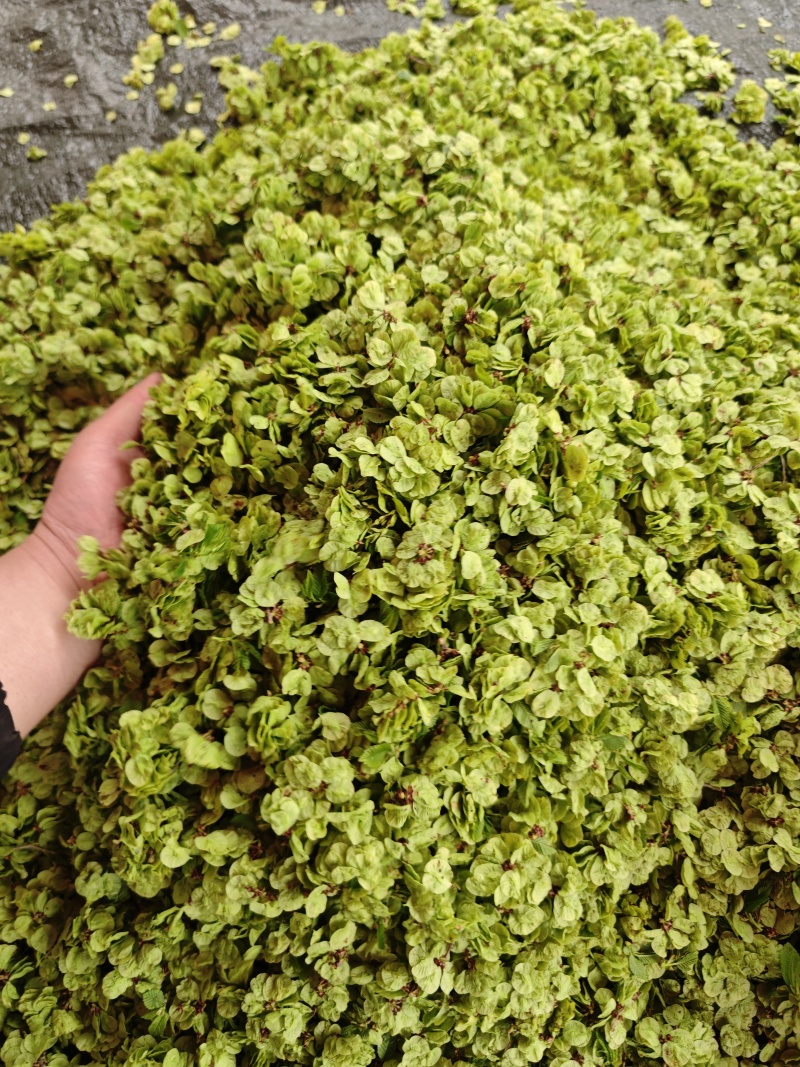 新鲜上市大山深处嫩榆钱