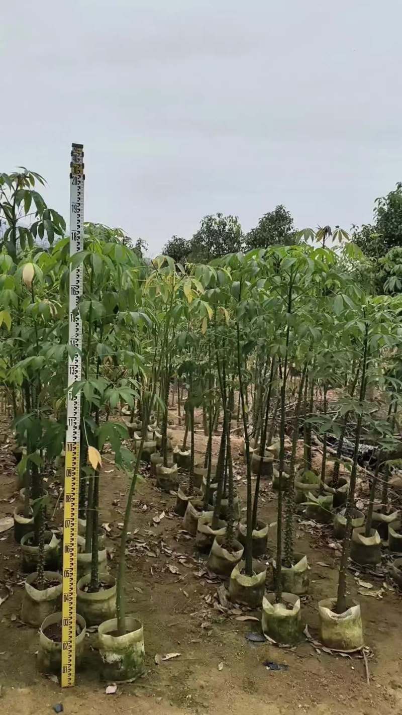 美丽木棉2-8公分出售