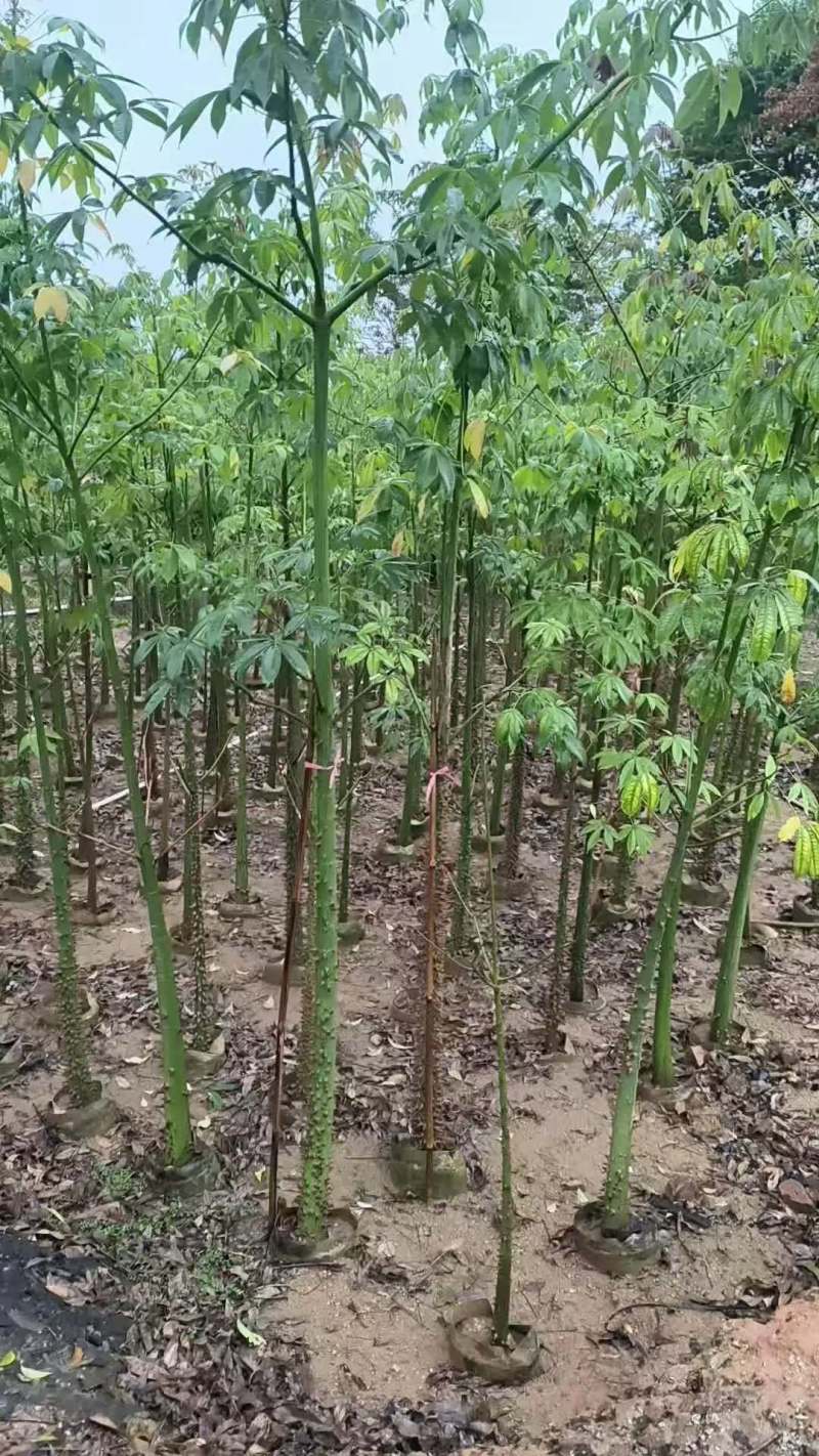 美丽木棉2-8公分出售