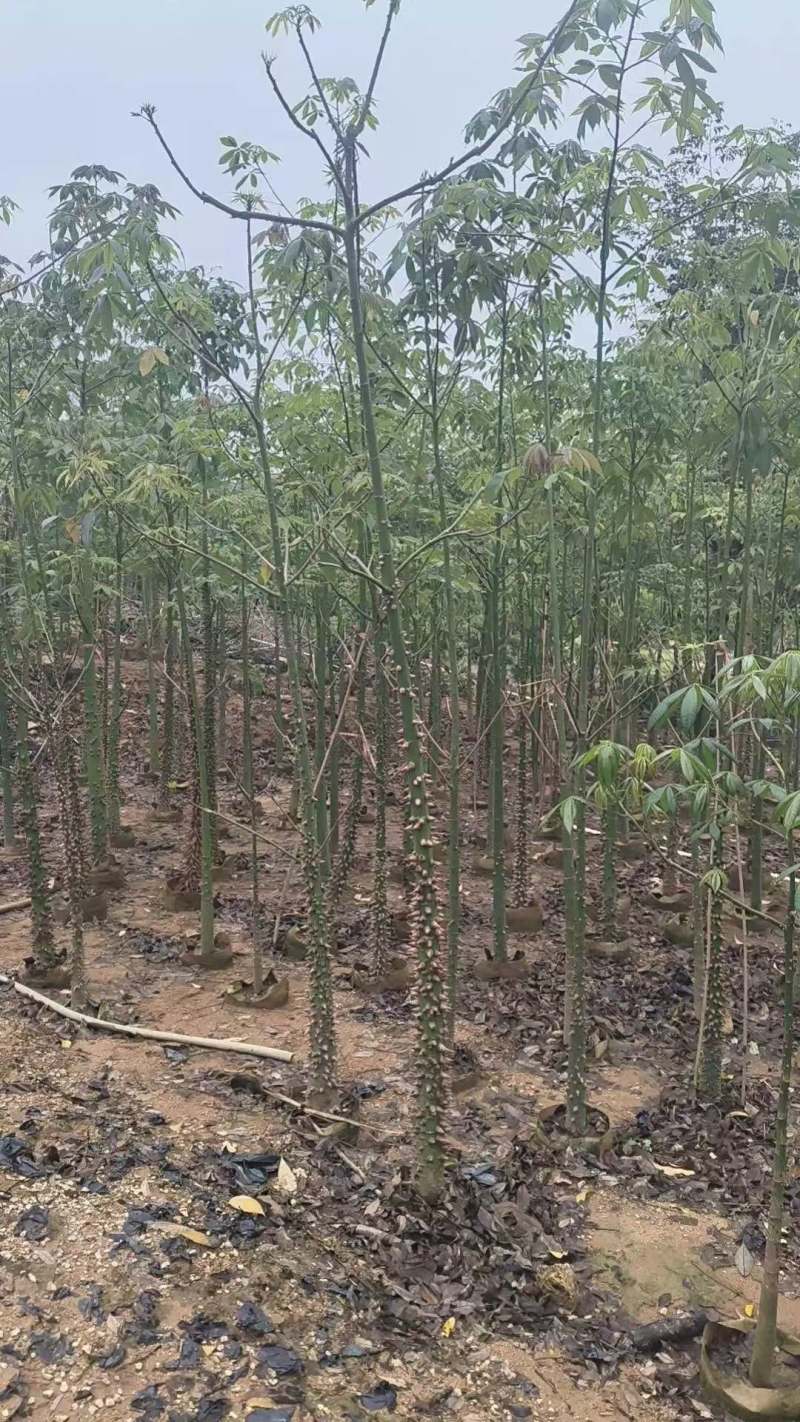 美丽木棉2-8公分出售
