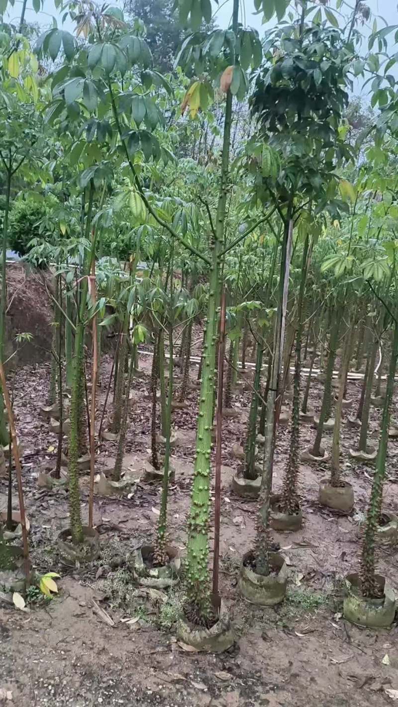 美丽木棉2-8公分出售