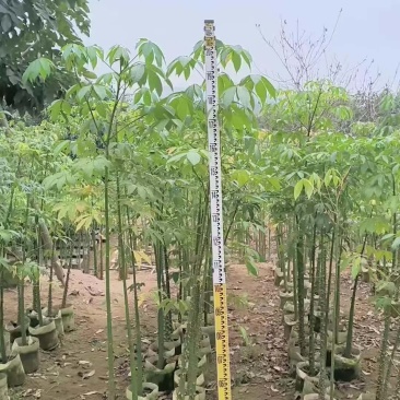 美丽木棉2-8公分出售