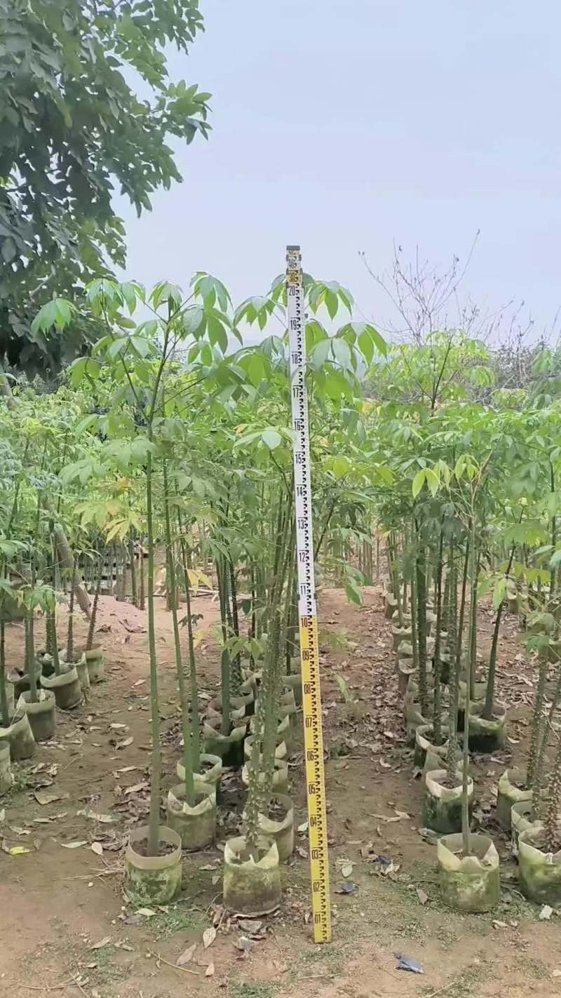 美丽木棉2-8公分出售