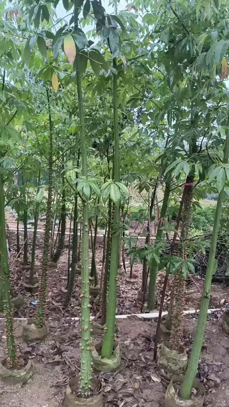 美丽木棉2-8公分出售