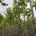 宫粉紫荆2-8公分出售
