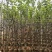 宫粉紫荆2-8公分出售