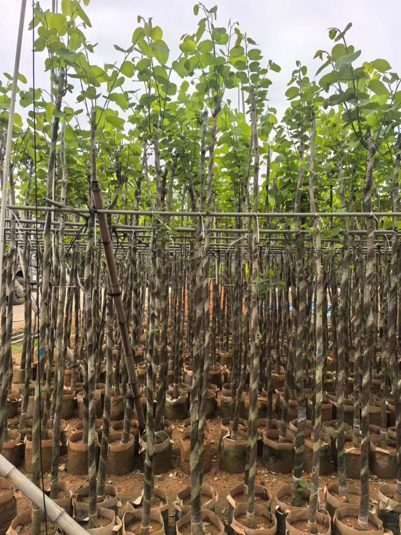 宫粉紫荆2-8公分出售