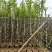 宫粉紫荆2-8公分出售