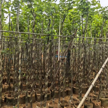 宫粉紫荆2-8公分出售
