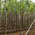 宫粉紫荆2-8公分出售