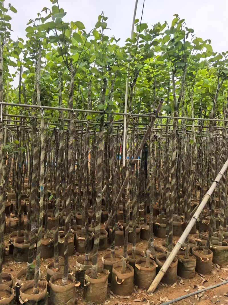 宫粉紫荆2-8公分出售