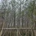 银杏5-8公分出售