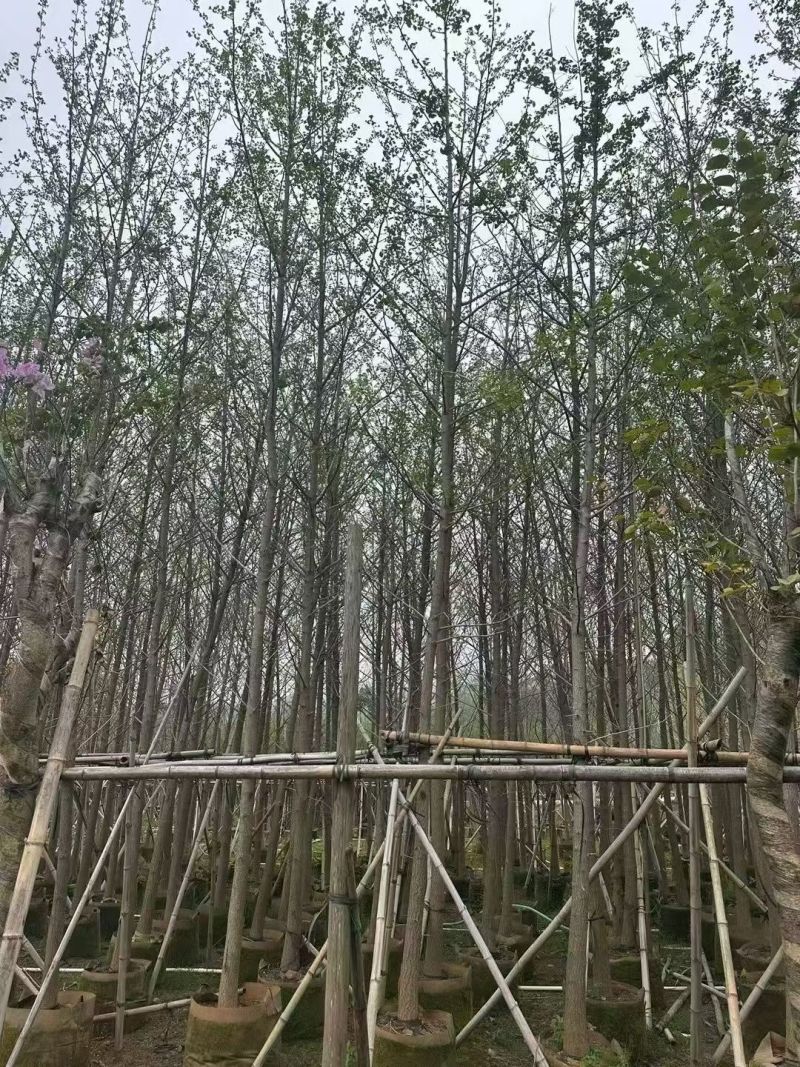 银杏5-8公分出售