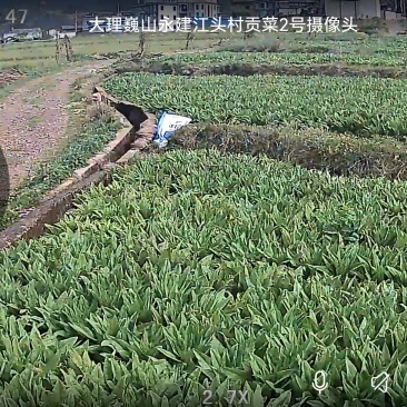 大理巍山县鲜贡菜