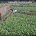 大理巍山县鲜贡菜