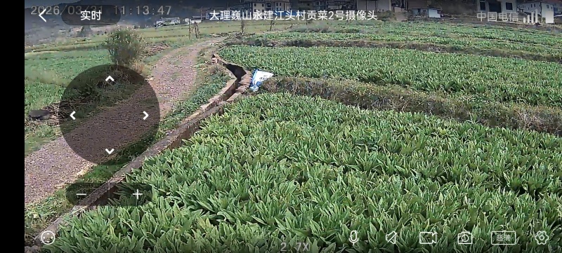 大理巍山县鲜贡菜