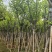 宫粉紫荆骨架8-25分，基地直销，价格优惠，大量现货