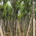 宫粉紫荆骨架8-25分，基地直销，价格优惠，大量现货