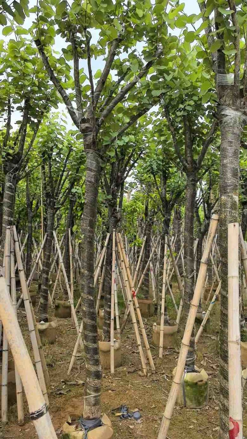 宫粉紫荆骨架8-25分，基地直销，价格优惠，大量现货
