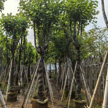 宫粉紫荆骨架8-25分，基地直销，价格优惠，大量现货