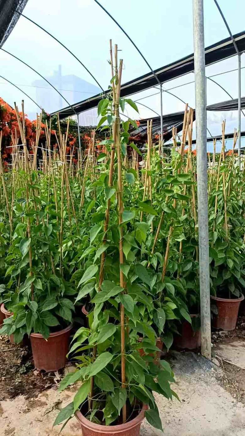 炮仗花20-150高，基地直销，价格优惠，欢迎选购