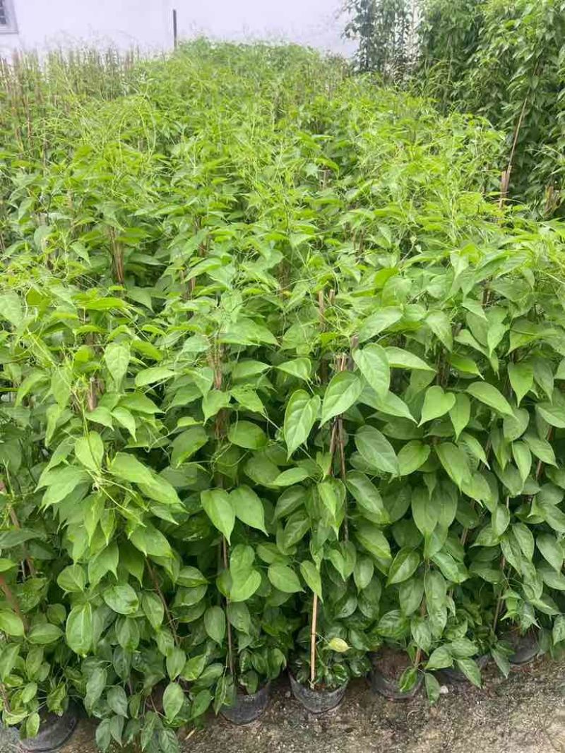 炮仗花20-150高，基地直销，价格优惠，欢迎选购