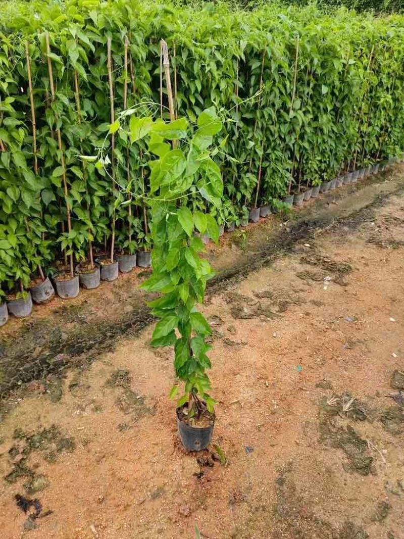 炮仗花20-150高，基地直销，价格优惠，欢迎选购