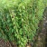 炮仗花20-150高，基地直销，价格优惠，欢迎选购
