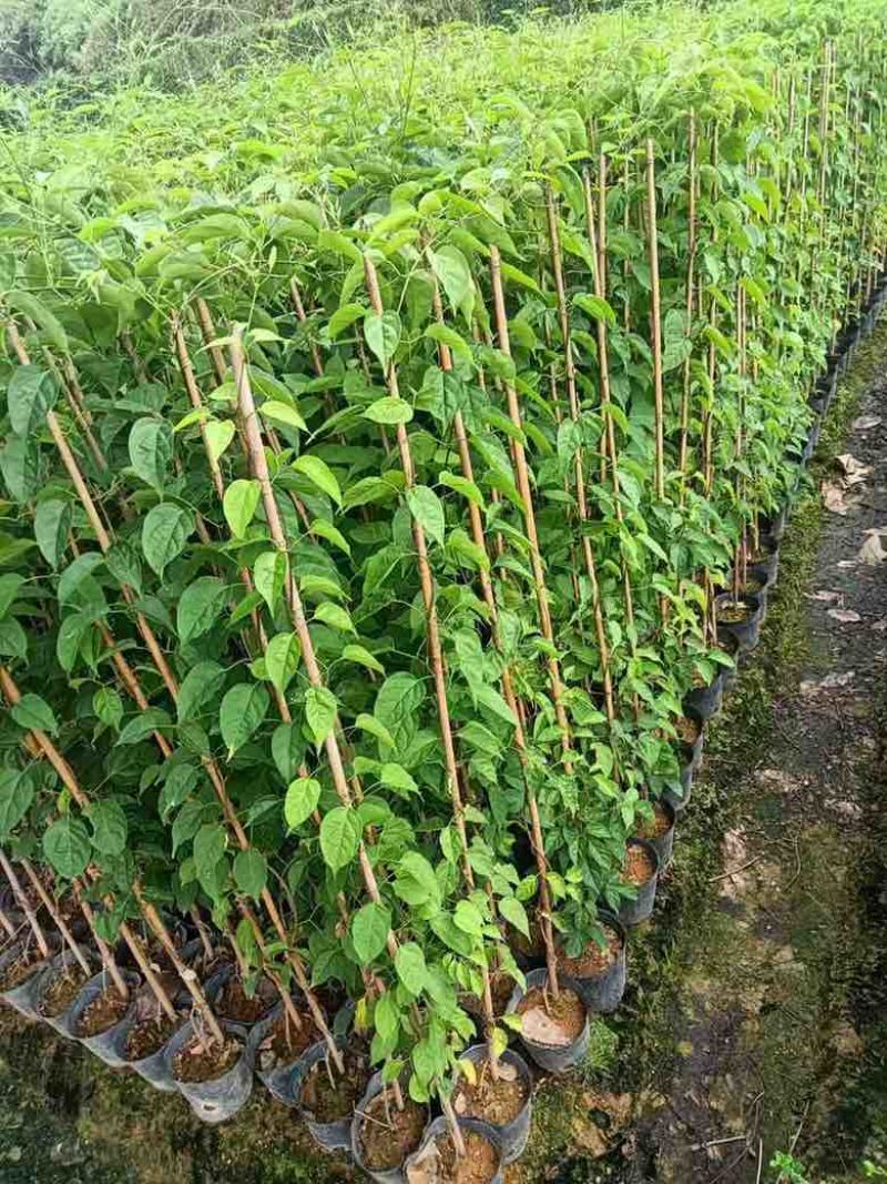 炮仗花20-150高，基地直销，价格优惠，欢迎选购