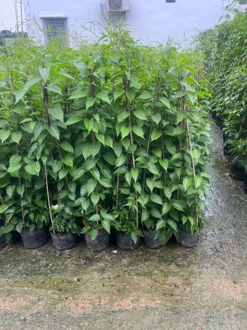炮仗花20-150高，基地直销，价格优惠，欢迎选购