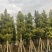 金丝楠木3-25分，基地直销，价格优惠，各种规格大量现货