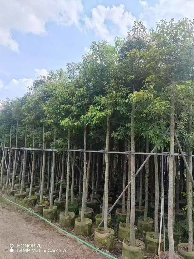 金丝楠木3-25分，基地直销，价格优惠，各种规格大量现货