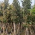 金丝楠木3-25分，基地直销，价格优惠，各种规格大量现货