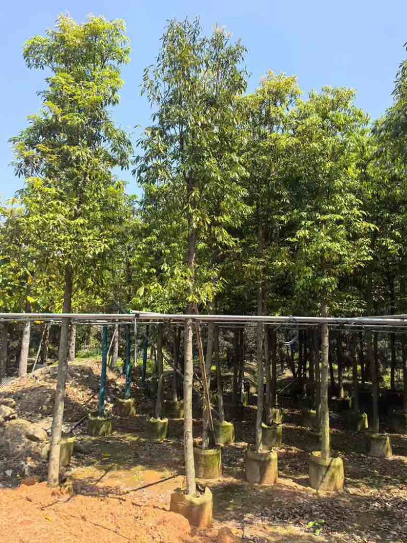 金丝楠木3-25分，基地直销，价格优惠，各种规格大量现货