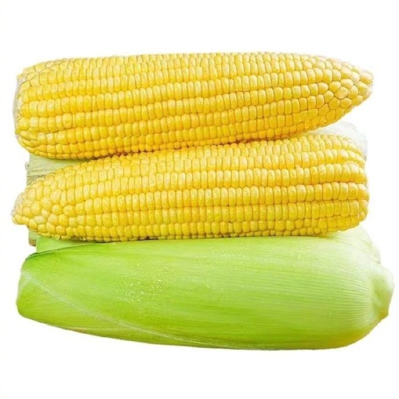 玉米
