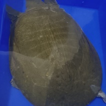自家养的生态甲鱼