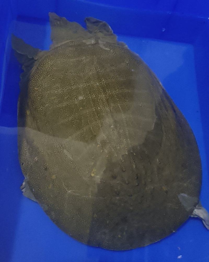 自家养的生态甲鱼
