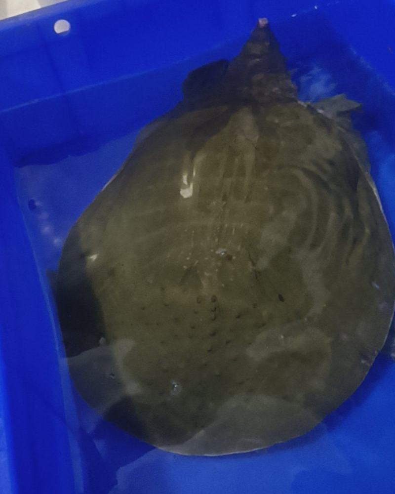 自家养的生态甲鱼