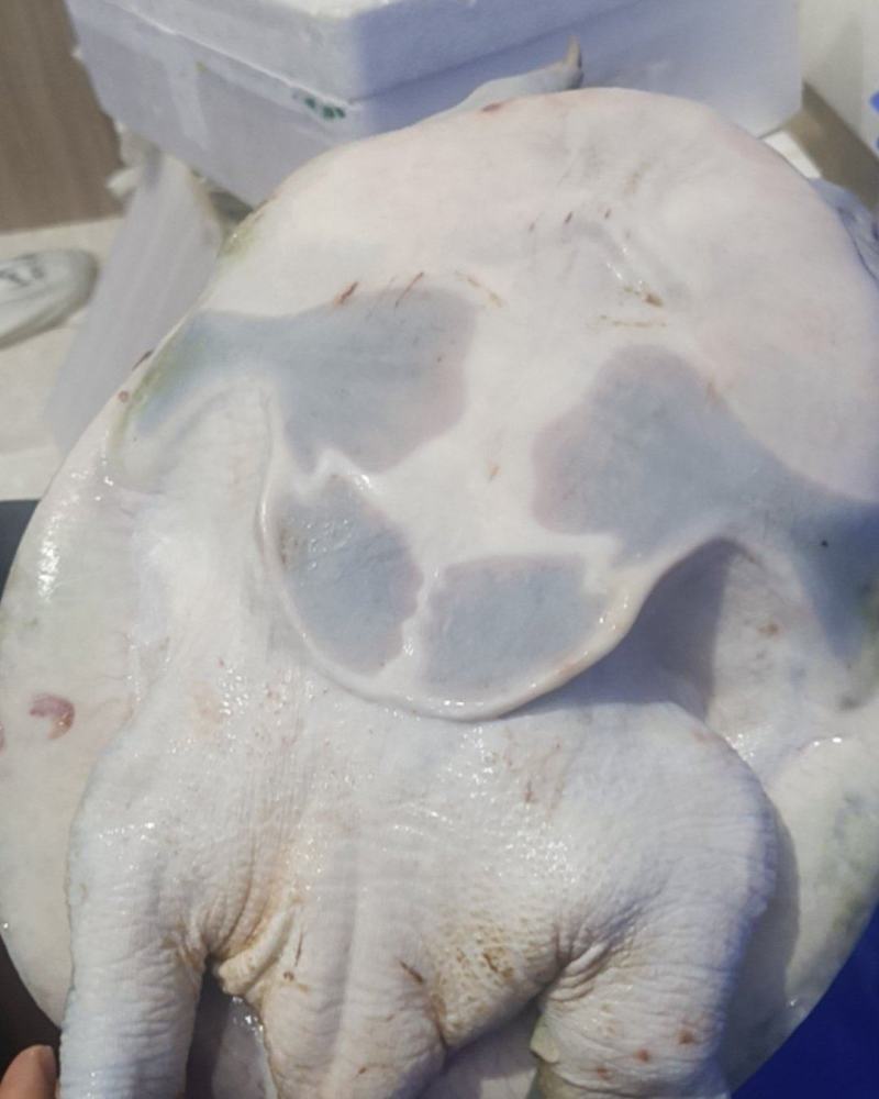 自家养的生态甲鱼