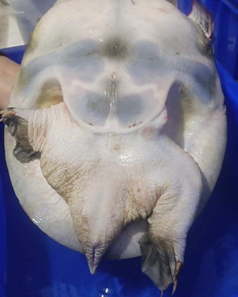 自家养的生态甲鱼