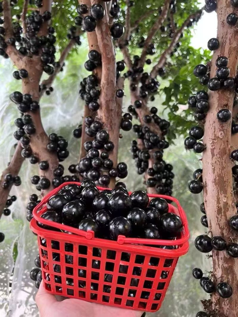 嘉宝果