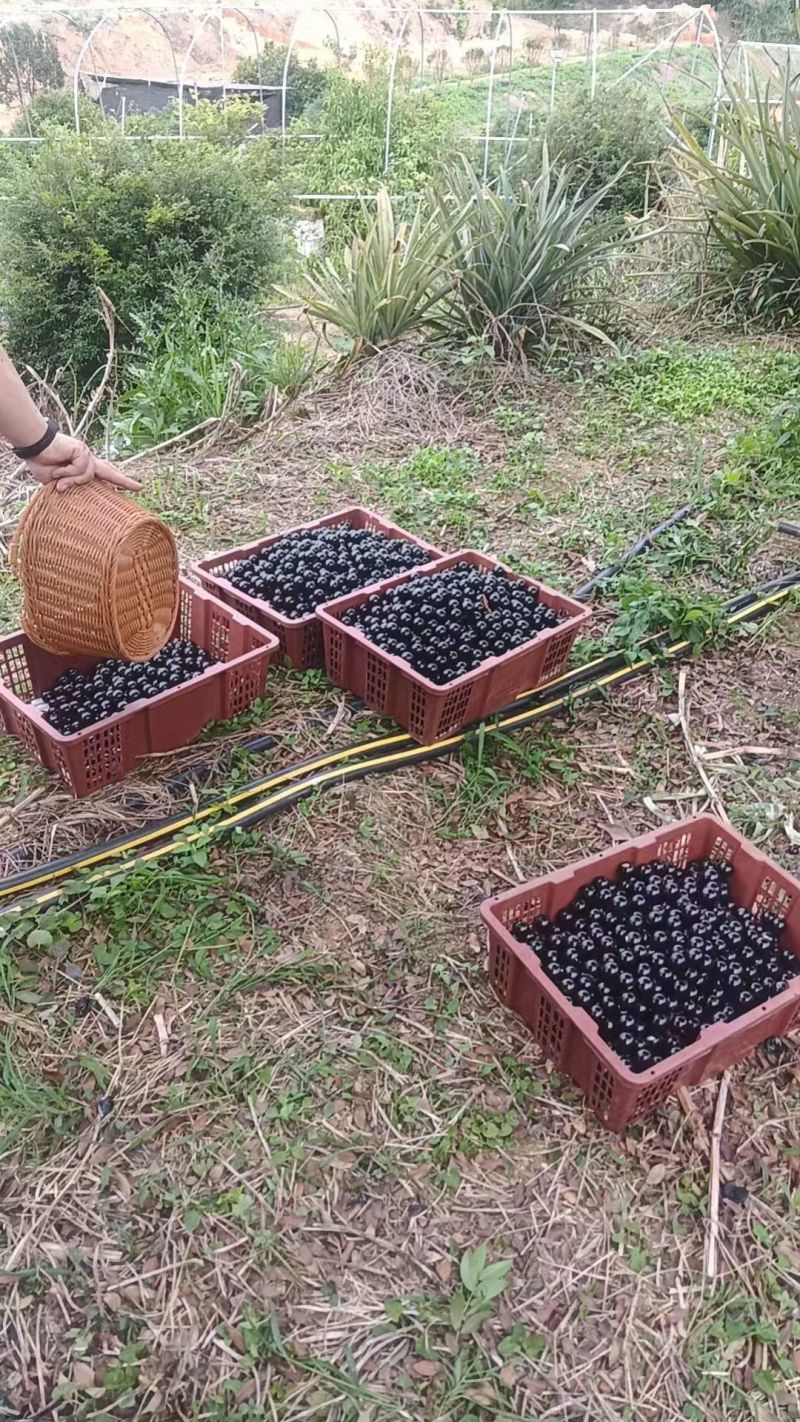 嘉宝果