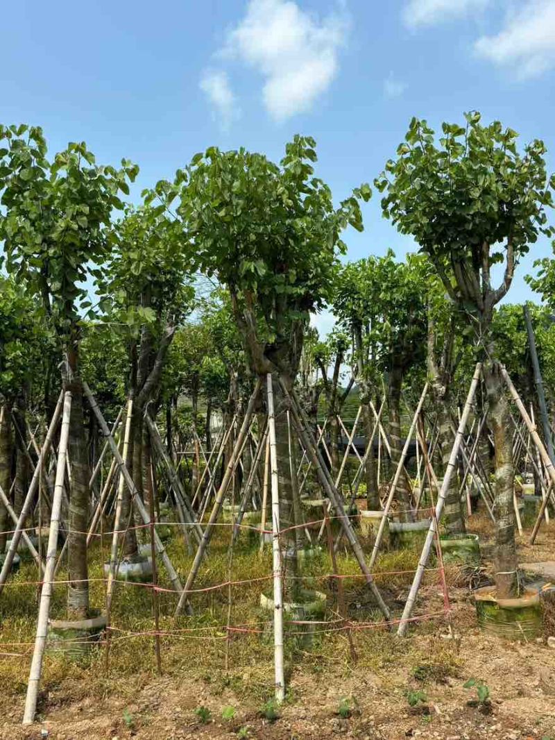 宫粉紫荆骨架8-25分，基地直销，价格优惠，欢迎选购