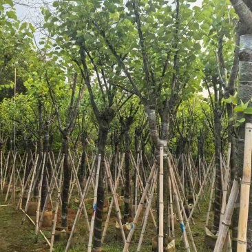 宫粉紫荆骨架8-25分，基地直销，价格优惠，欢迎选购