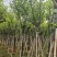 宫粉紫荆骨架8-25分，基地直销，价格优惠，欢迎选购