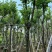 宫粉紫荆骨架8-25分，基地直销，价格优惠，欢迎选购