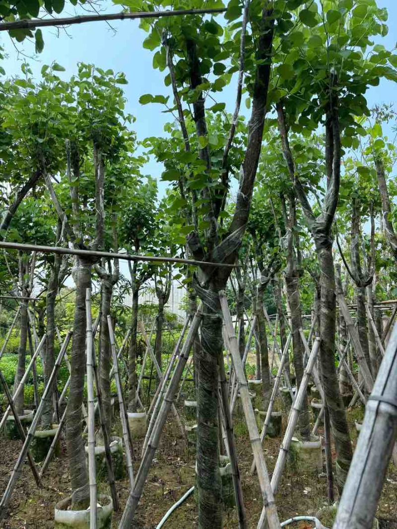 宫粉紫荆骨架8-25分，基地直销，价格优惠，欢迎选购