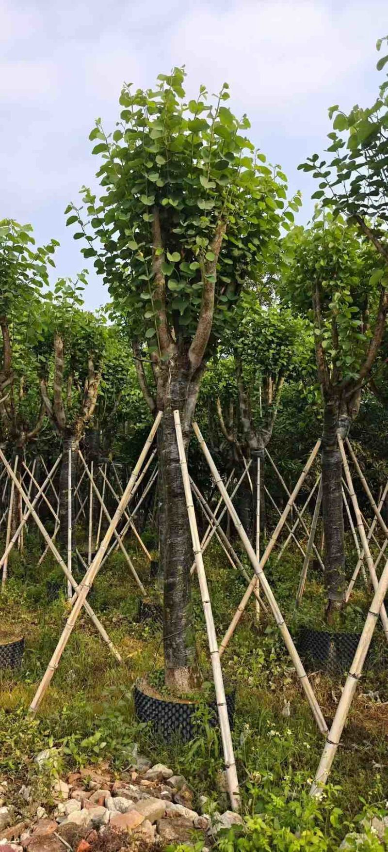 宫粉紫荆骨架8-25分，基地直销，价格优惠，欢迎选购