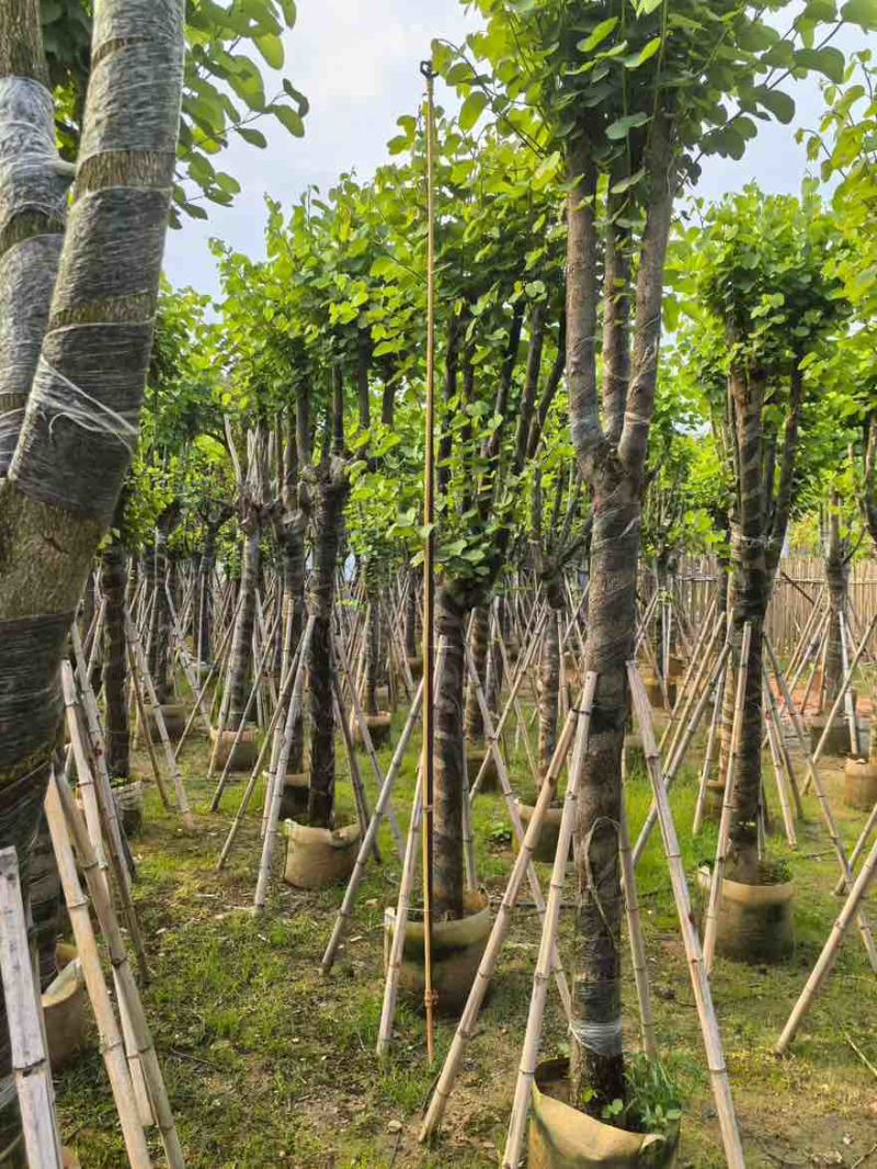 宫粉紫荆骨架8-25分，基地直销，大量现货，欢迎选购